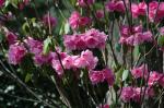 : - Rhododendron oreodoxa