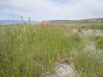 Wehrlose Trespe-Bromus inermis