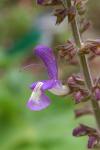 Balkan-Salbei - Salvia forsskaolei