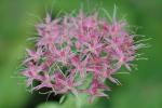 : - Hylotelephium spectabile var. spectabile