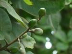 Markfruchtbaum - Semecarpus anacardium