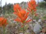 :-Castilleja crista-galli