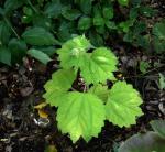 : - Boehmeria platanifolia