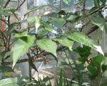: - Actinidia maloides