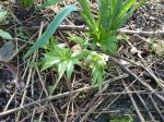 Vielbätterige Zahnwurz - Cardamine kitaibelii