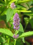 Ostasiatischer Riesenysop - Agastache rugosa