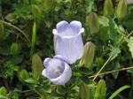 : - Campanula incurva