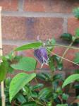 : - Clematis ianthina