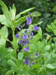 Indigolupine - Baptisia australis