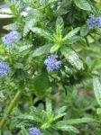 : - Ceanothus papillosus