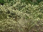 Armblütige Scheinhasel - Corylopsis pauciflora