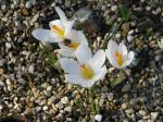 : - Crocus malyi