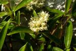 : - Decumaria sinensis