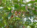 : - Dipelta yunnanensis