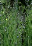 Italienischer Natternkopf - Echium italicum
