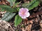 : - Epigaea gaultherioides