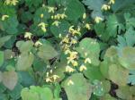 : - Epimedium platypetalum