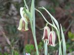 : - Fritillaria acmopetala