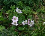: - Geranium farreri