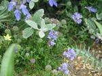 : - Gilia capitata subsp. chamissonis