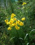 Weidenblättrige Sonnenblume - Helianthus salicifolius