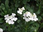 : - Iberis gibraltarica