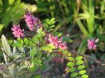 : - Indigofera potaninii