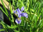 : - Iris bulleyana