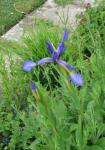 Bastard-Schwertlilie - Iris spuria