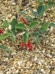 : - Caulinia prostrata