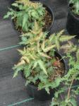 Fremonts Mahonie - Mahonia fremontii