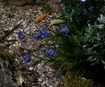 : - Moltkia suffruticosa