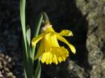 Spanische Narzisse - Narcissus hispanicus