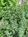 : - Nepeta tuberosa