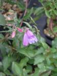 : - Penstemon richardsonii