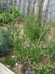 : - Penstemon strictus