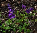Phlox stolonifera 'Ariane' - Phlox stolonifera