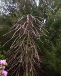 : - Pseudopanax ferox