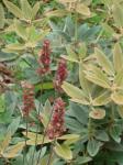 : - Rhododendron pachysanthum
