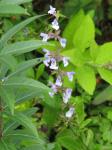: - Salvia repens
