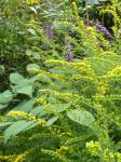 Raue Goldrute - Solidago rugosa