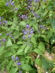 : - Strobilanthes wallichii