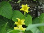 Quetschgurke - Thladiantha dubia