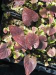 Japanisches Veilchen - Viola yezoensis