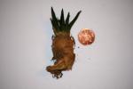 Ariocarpus agavoides - Ariocarpus agavioides