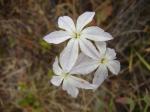 : - Leucocoryne odorata