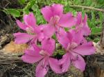 : - Alstroemeria paupercula