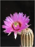 : - Echinocereus reichenbachii var. fitchii