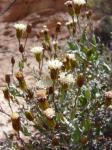 : - Chersodoma arequipensis