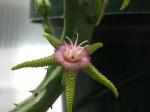 : - Stapelia flavopurpurea